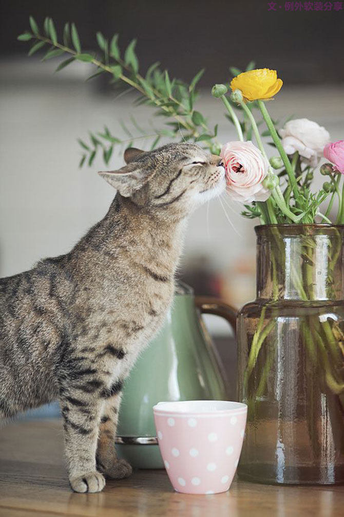 家里來了一大波萌萌噠動物，正在搞事情？！