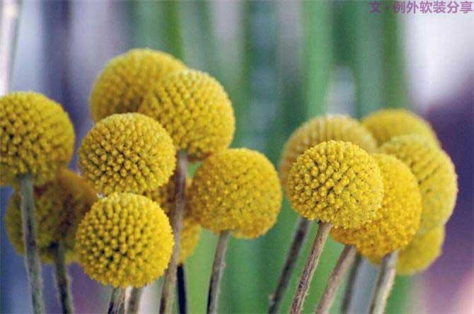 【例外.花箋記】金槌花，敲打在心間的小鼓槌！