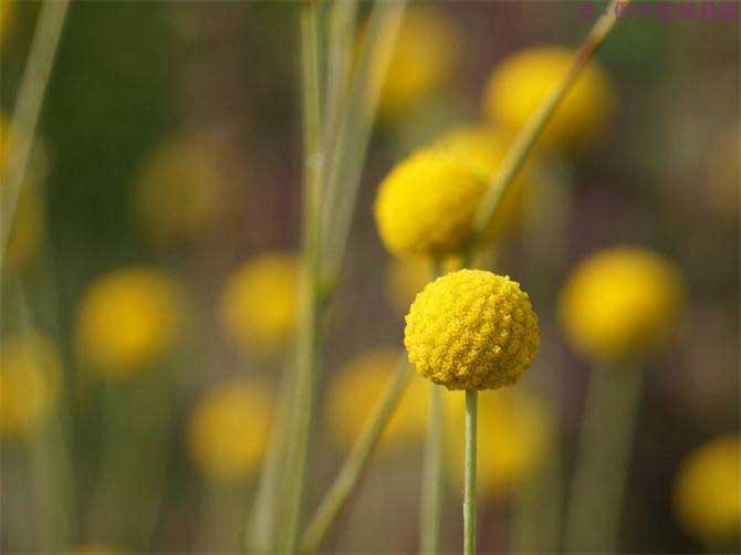 【例外.花箋記】金槌花，敲打在心間的小鼓槌！-別墅設計,軟裝設計,室內設計,豪宅設計,深圳例外軟裝設計公司