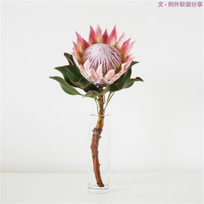 【例外·花箋記】沒有哪個姑娘能拒絕這樣一支奇葩！-別墅設(shè)計,軟裝設(shè)計,室內(nèi)設(shè)計,豪宅設(shè)計,深圳例外軟裝設(shè)計公司